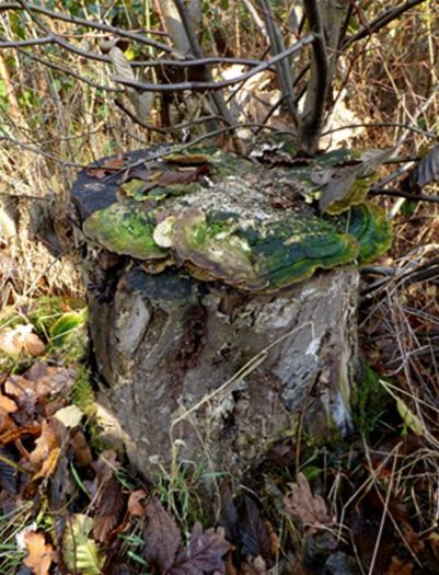 Algal-stained over-mature brackets on hornbeam coppice in Hockley Woods, Essex